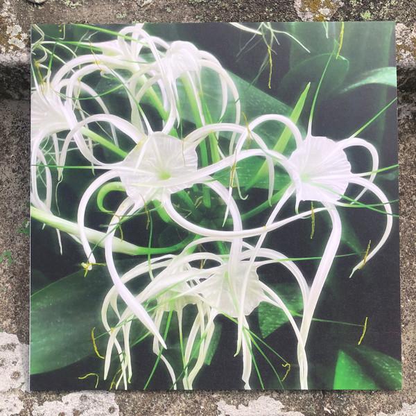 Céilí, Asquith - Back Once Again EP